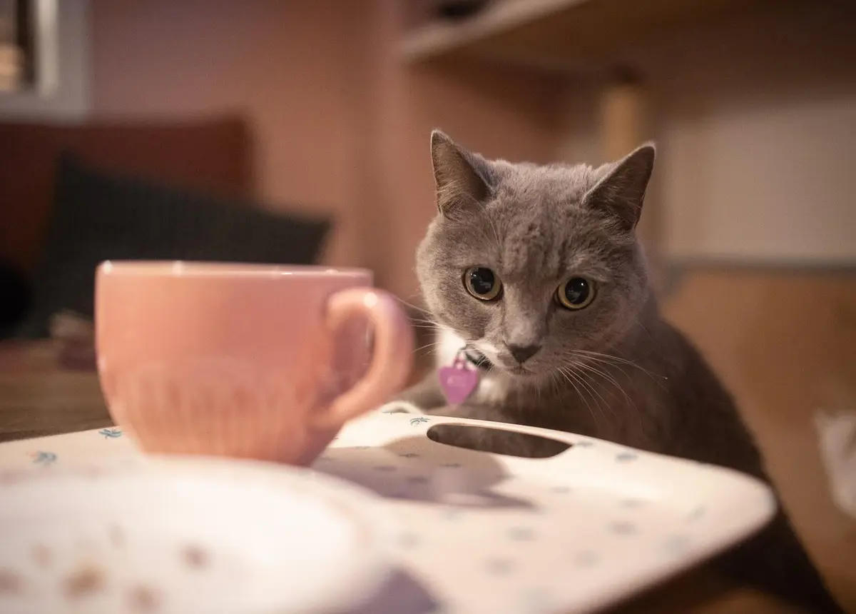 Purrfect Café