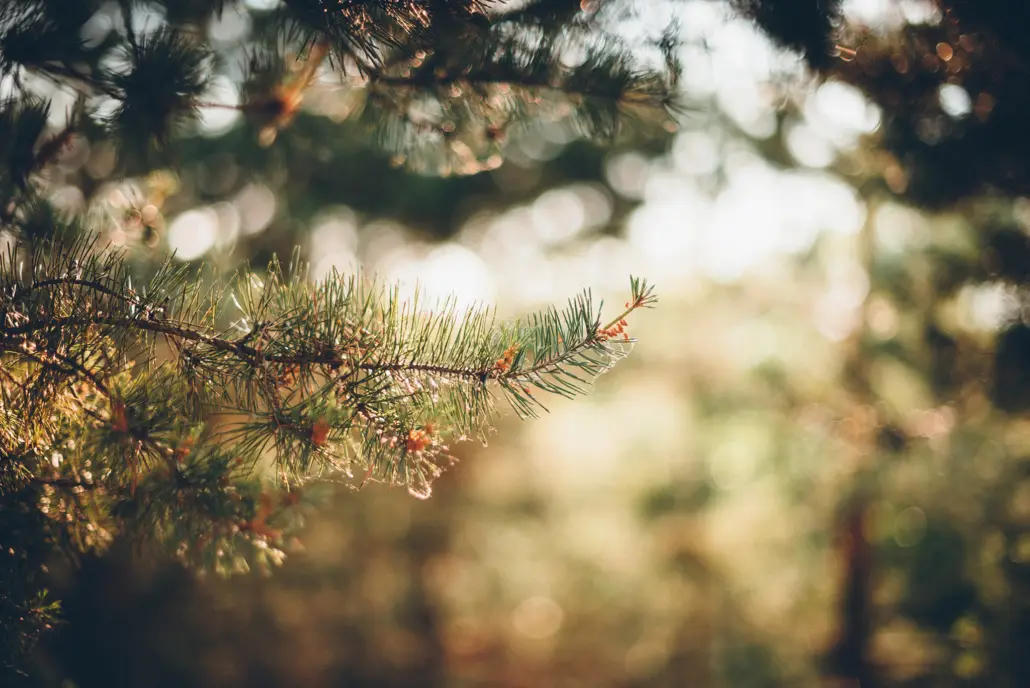 Mavens