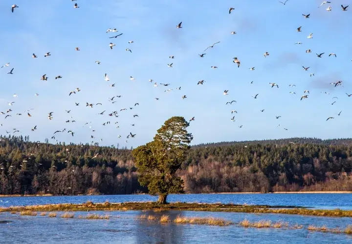 Upplev Alingsås